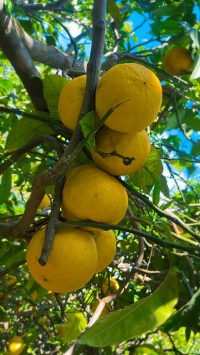 Immagine WhatsApp 2025-10-20 ore 19.24.10_90227fc9.jpg