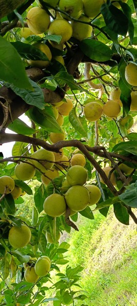 Immagine WhatsApp 2025-10-20 ore 19.24.33_0298a095.jpg