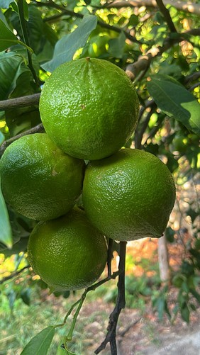 Immagine WhatsApp 2025-10-20 ore 19.25.28_eb488a74.jpg